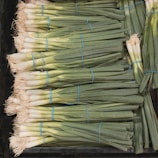 Several bunches of fresh green onions are neatly stacked together. Each bunch is tied with a blue rubber band, showcasing their long green stalks and white bulbous roots. The onions are arranged closely, filling up the available space.