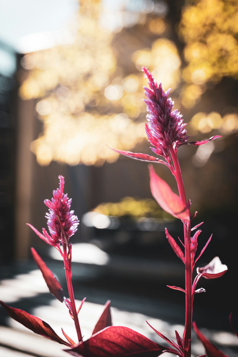 a close up of a plant with a building in the background