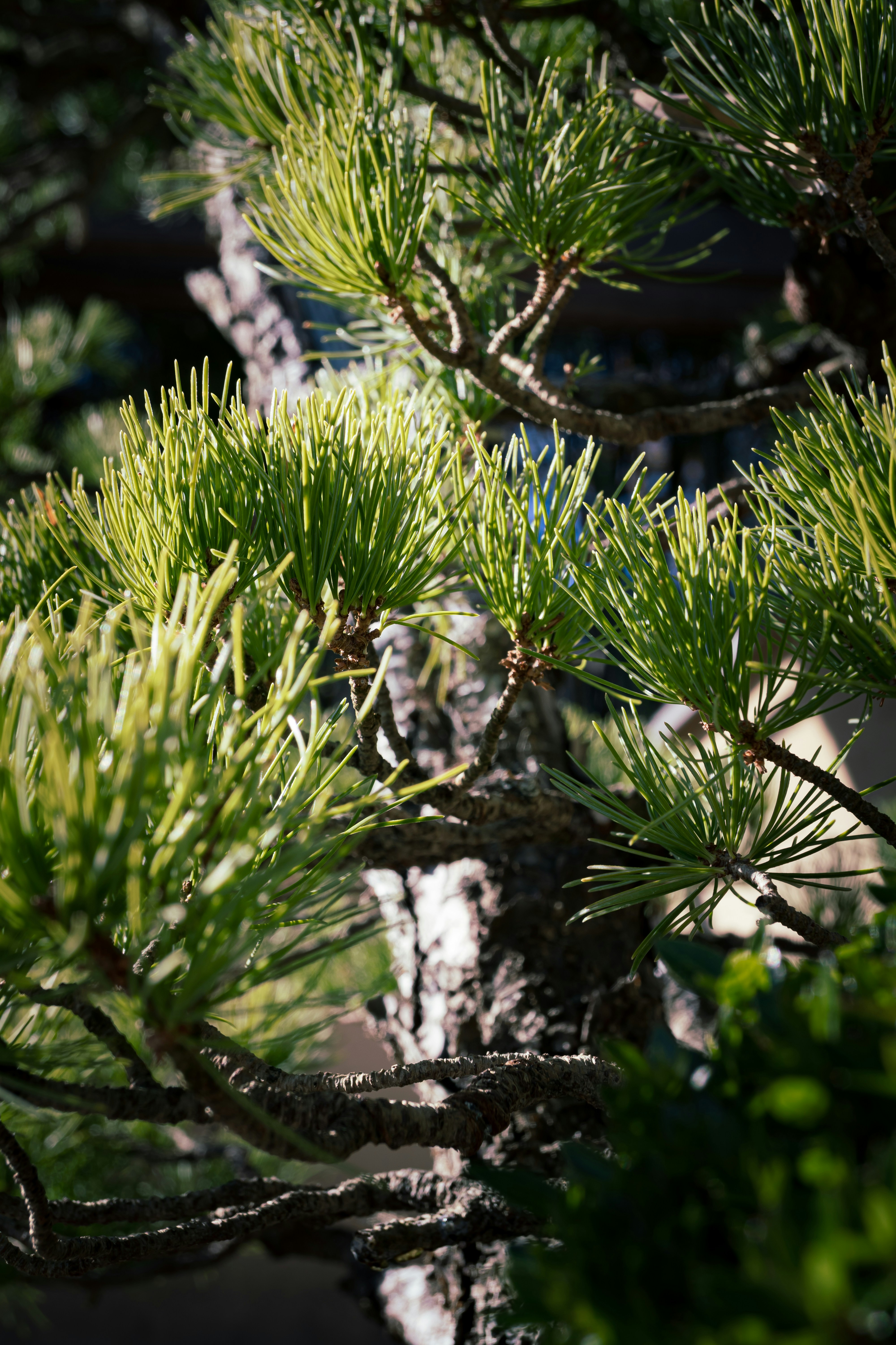 a close up of a pine tree with lots of leaves