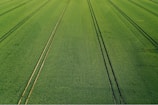 An expansive green field stretches into the distance with parallel lines running through it, likely created by agricultural machinery. The crop growth is dense and uniform.