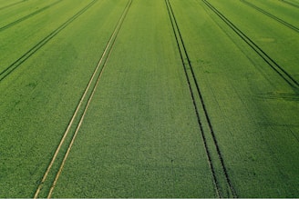 An expansive green field stretches into the distance with parallel lines running through it, likely created by agricultural machinery. The crop growth is dense and uniform.