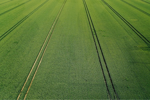 A close-up of a healthy crop field with advanced AI technology in use.