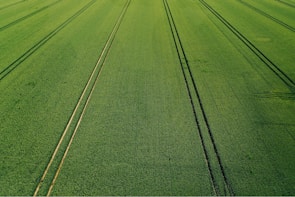 An expansive green field stretches into the distance with parallel lines running through it, likely created by agricultural machinery. The crop growth is dense and uniform.