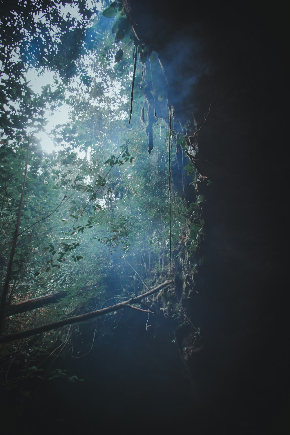 the sun shines through the trees in the forest