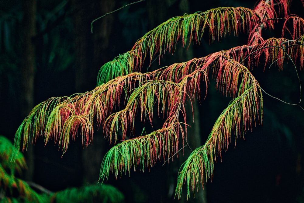 a close up of a tree with red and green leaves