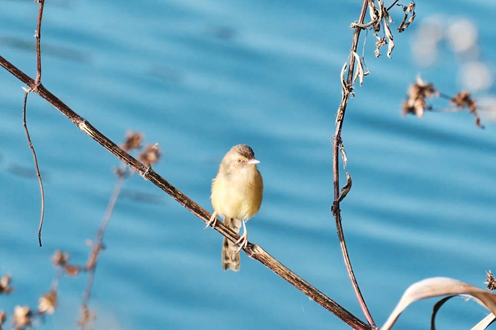 a small bird sitting on a branch next to a body of water