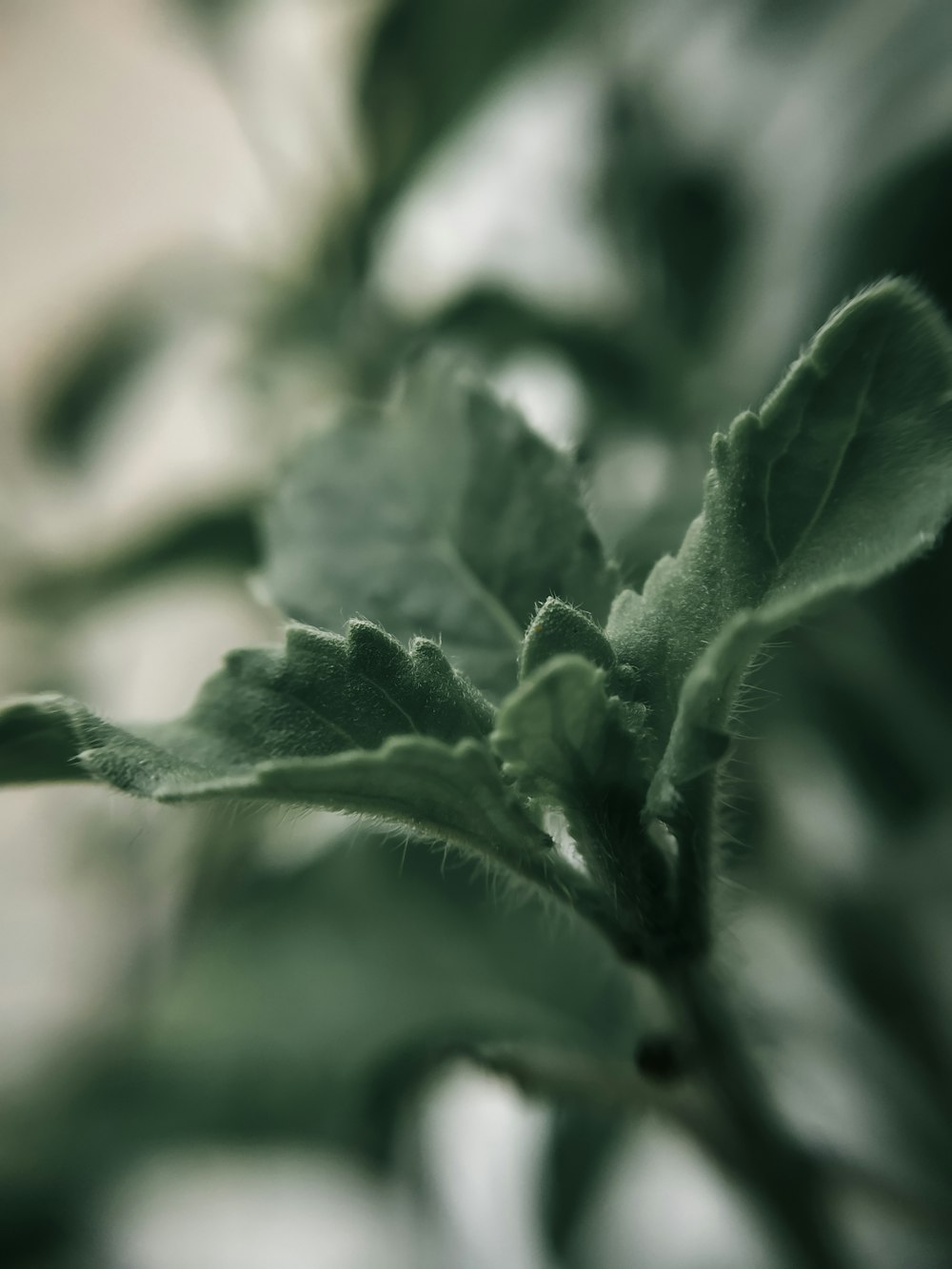 a close up of a green plant with leaves