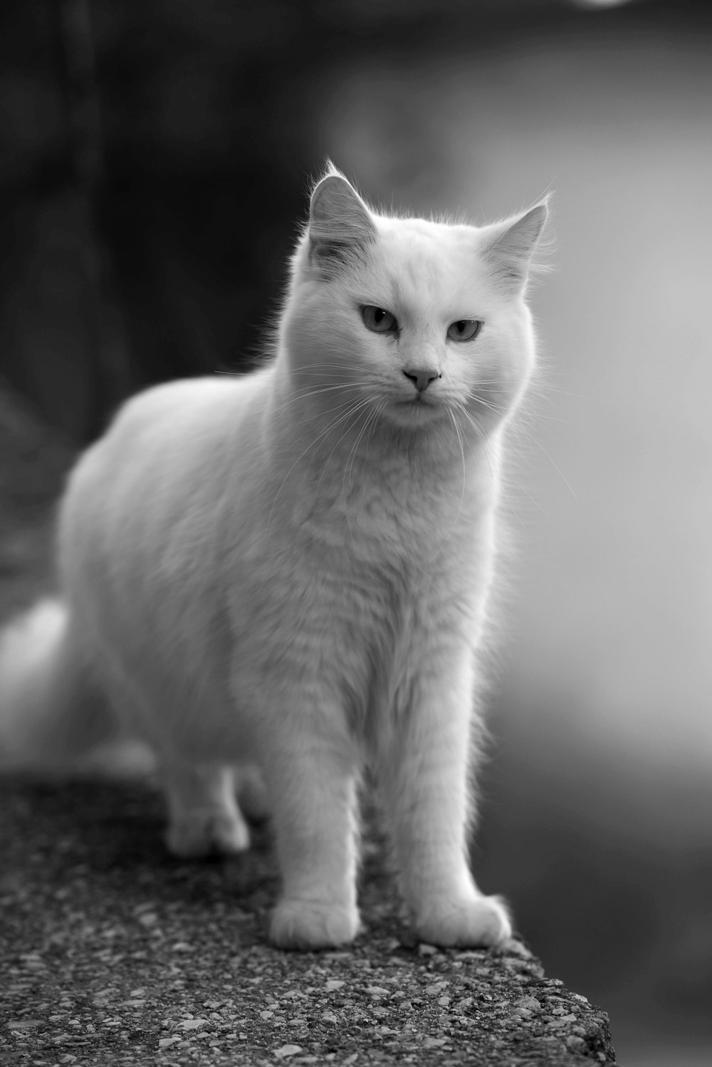 a white cat sitting on top of a rock