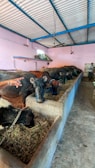 Several buffaloes are feeding in a line inside an enclosed barn with a concrete trough. A light pink wall and a blue ceiling frame the spacious area. A person is visible, tending to the animals, and there are windows providing light.