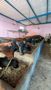 Several buffaloes are feeding in a line inside an enclosed barn with a concrete trough. A light pink wall and a blue ceiling frame the spacious area. A person is visible, tending to the animals, and there are windows providing light.
