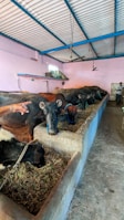 Several buffaloes are feeding in a line inside an enclosed barn with a concrete trough. A light pink wall and a blue ceiling frame the spacious area. A person is visible, tending to the animals, and there are windows providing light.