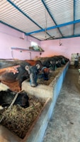 Several buffaloes are feeding in a line inside an enclosed barn with a concrete trough. A light pink wall and a blue ceiling frame the spacious area. A person is visible, tending to the animals, and there are windows providing light.