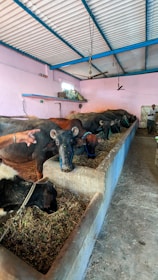 Several buffaloes are feeding in a line inside an enclosed barn with a concrete trough. A light pink wall and a blue ceiling frame the spacious area. A person is visible, tending to the animals, and there are windows providing light.