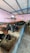 Several buffaloes are feeding in a line inside an enclosed barn with a concrete trough. A light pink wall and a blue ceiling frame the spacious area. A person is visible, tending to the animals, and there are windows providing light.