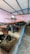 Several buffaloes are feeding in a line inside an enclosed barn with a concrete trough. A light pink wall and a blue ceiling frame the spacious area. A person is visible, tending to the animals, and there are windows providing light.