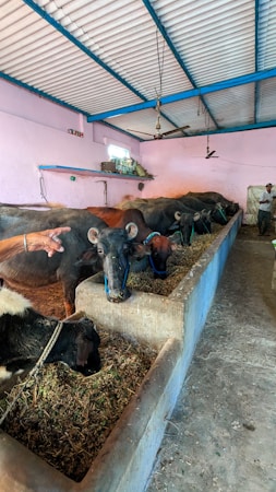 Several buffaloes are feeding in a line inside an enclosed barn with a concrete trough. A light pink wall and a blue ceiling frame the spacious area. A person is visible, tending to the animals, and there are windows providing light.