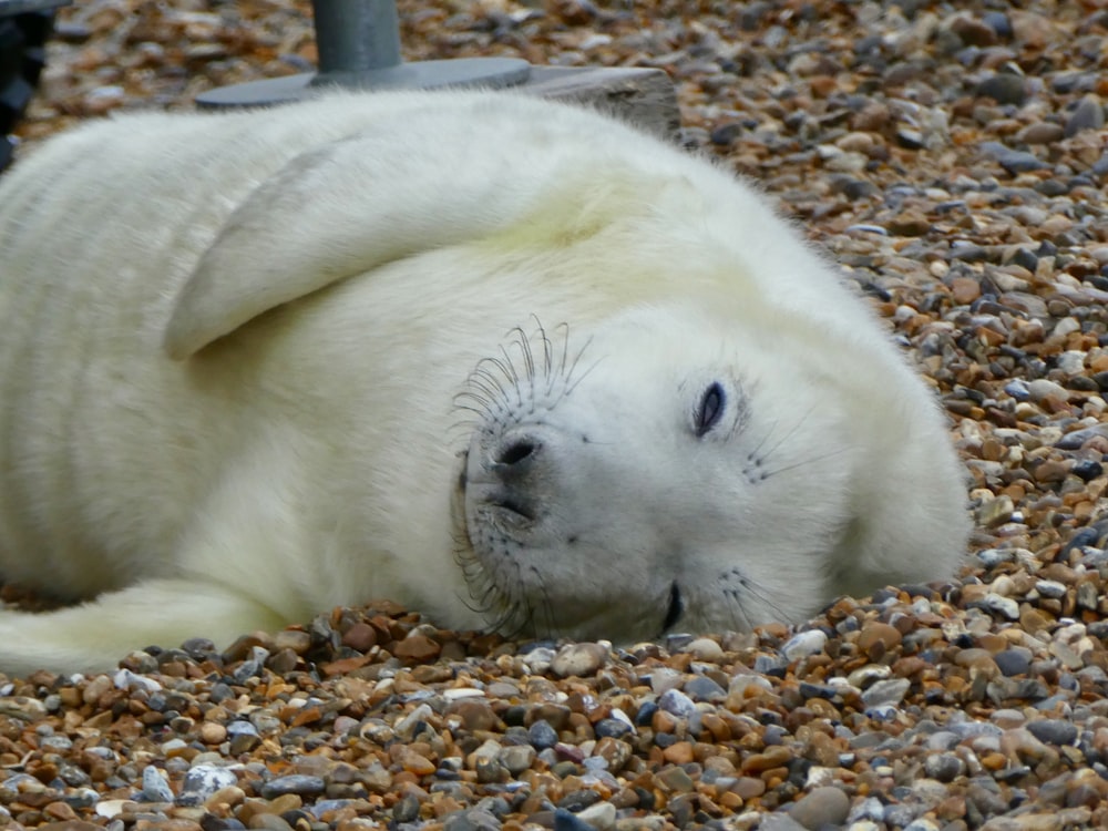 a polar bear laying on top of a pile of rocks