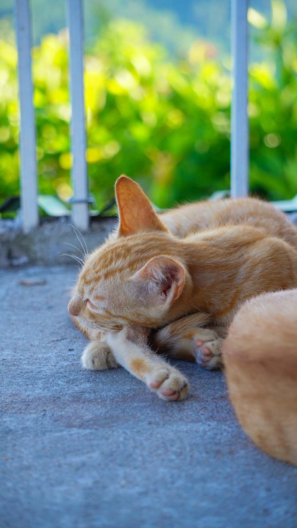 a cat laying on the ground next to a fence