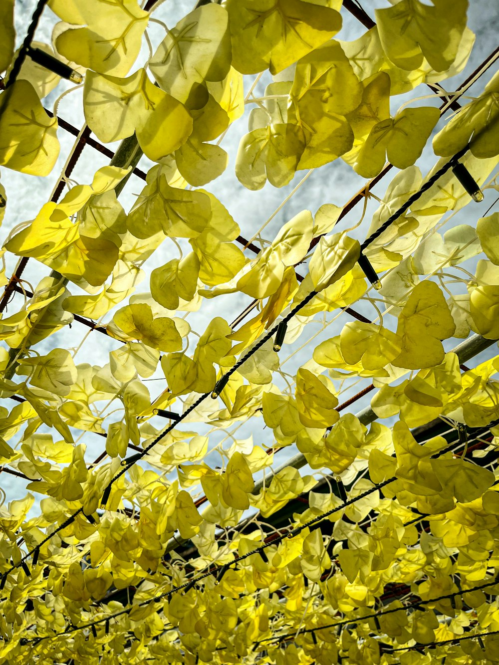a bunch of yellow flowers hanging from a wire