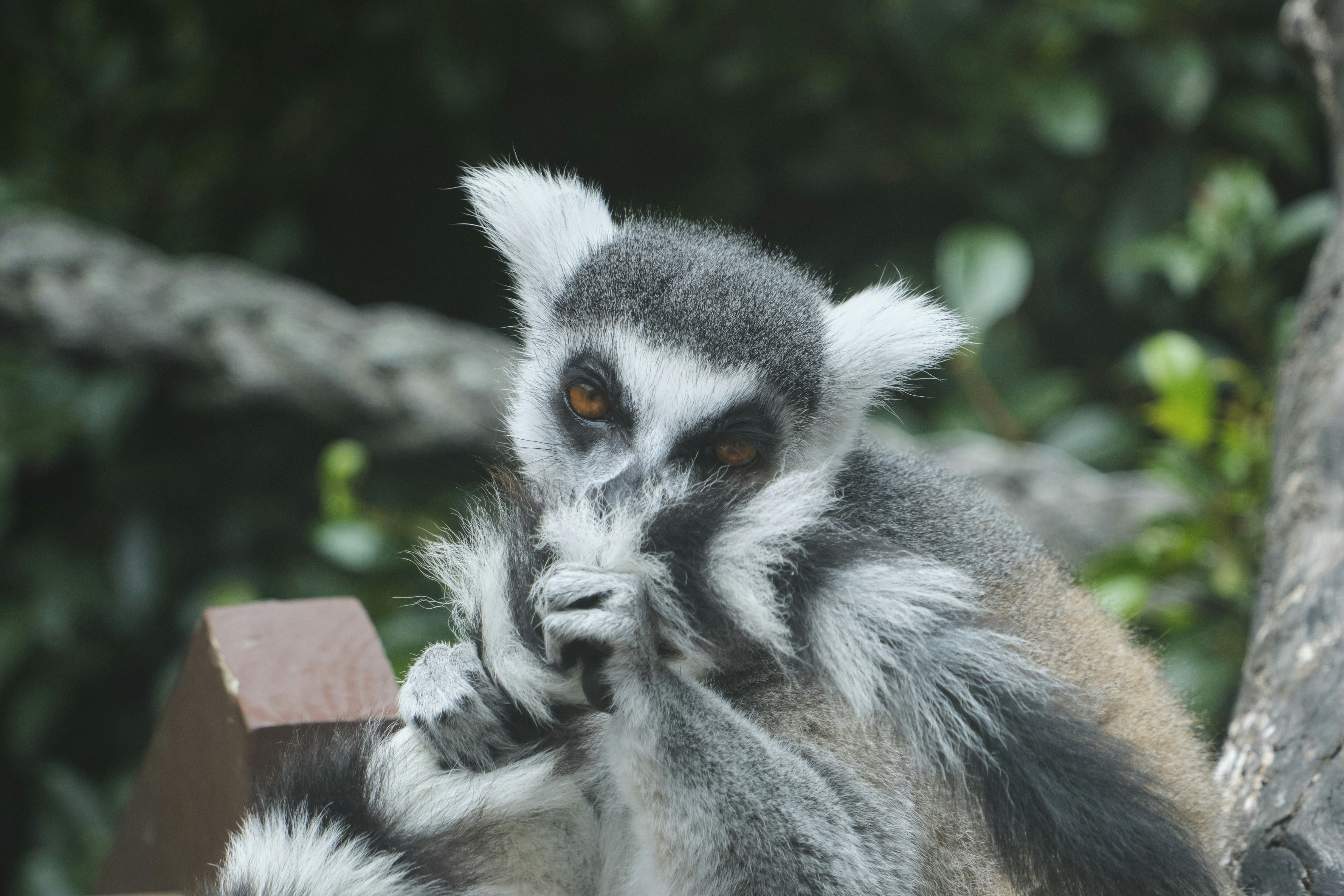 Ring-tailed Lemur