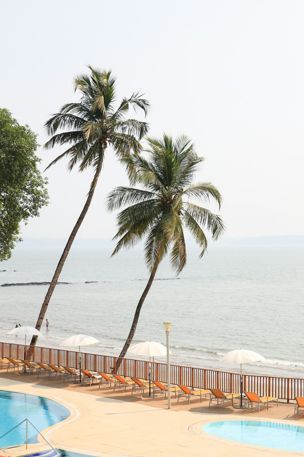 two palm trees next to a swimming pool