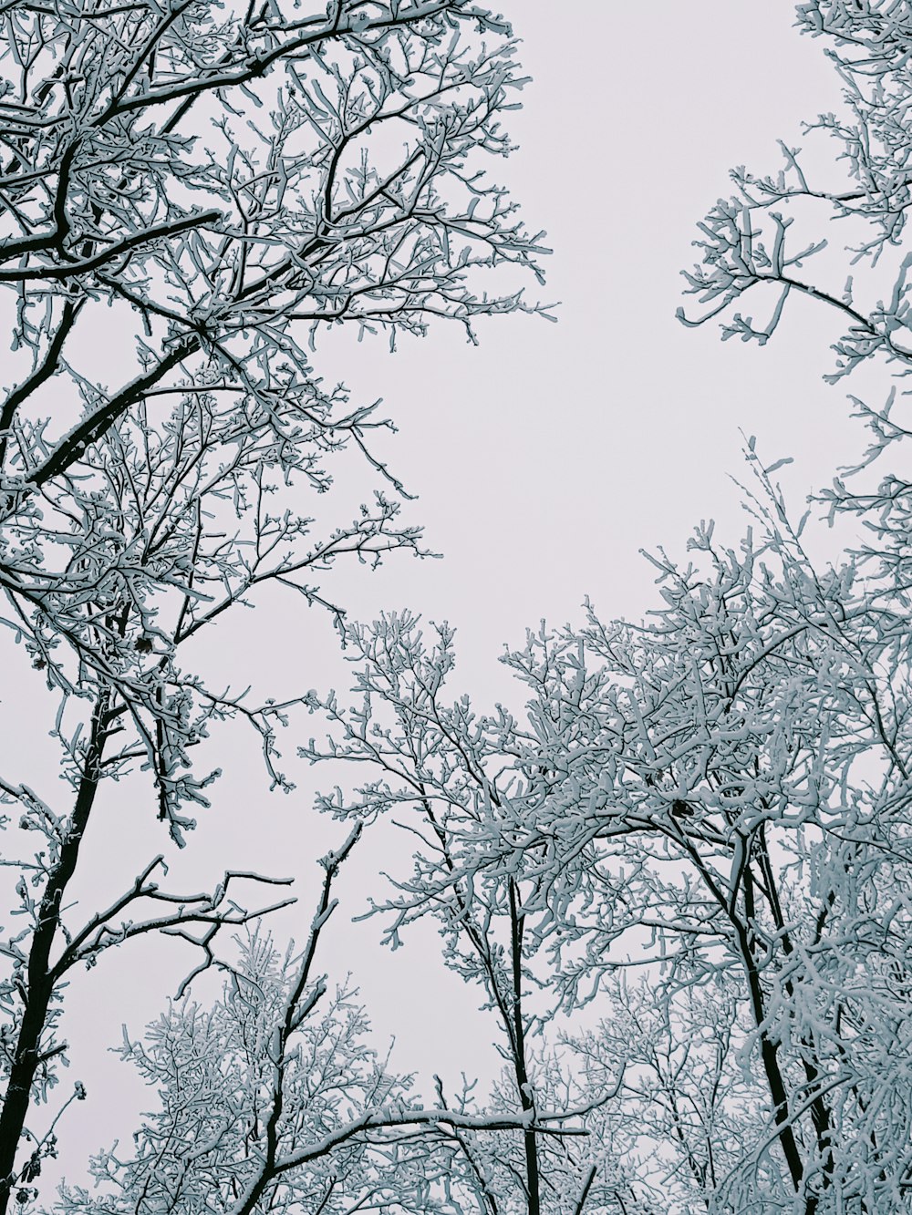 a group of trees covered in snow on a cloudy day