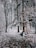 a snowy forest filled with lots of trees