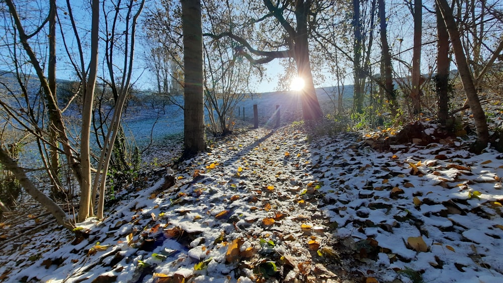 the sun shines through the trees on a snowy path