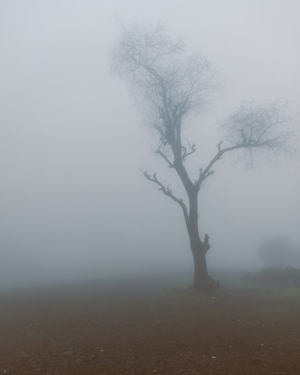 a lone tree in the middle of a foggy field