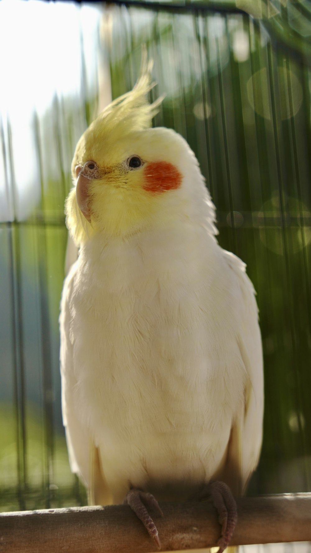 a yellow and white bird sitting on a perch