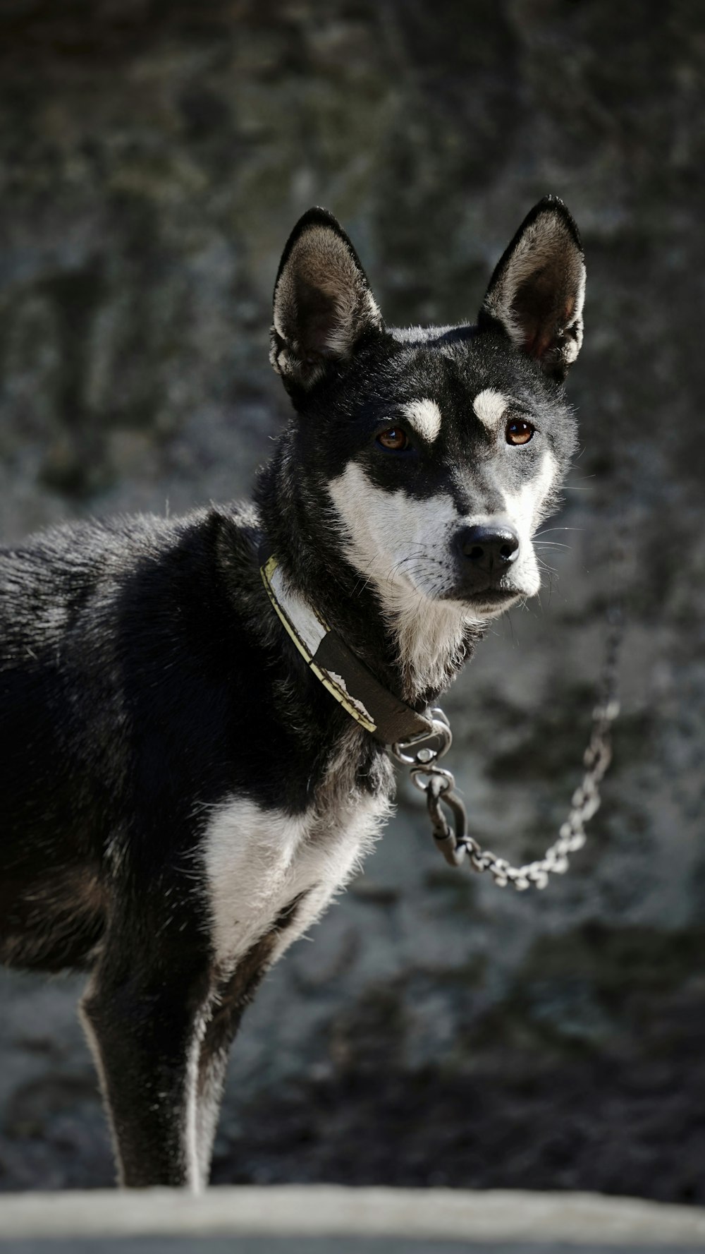 a black and white dog with a chain around it's neck