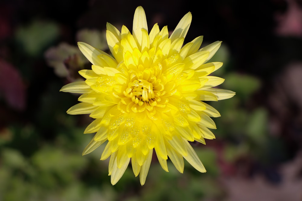 a close up of a yellow flower with drops of water on it