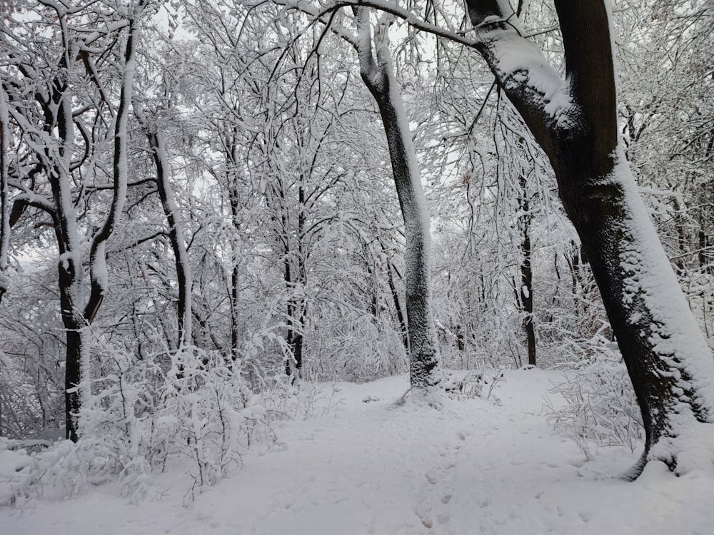 a snow covered forest filled with lots of trees