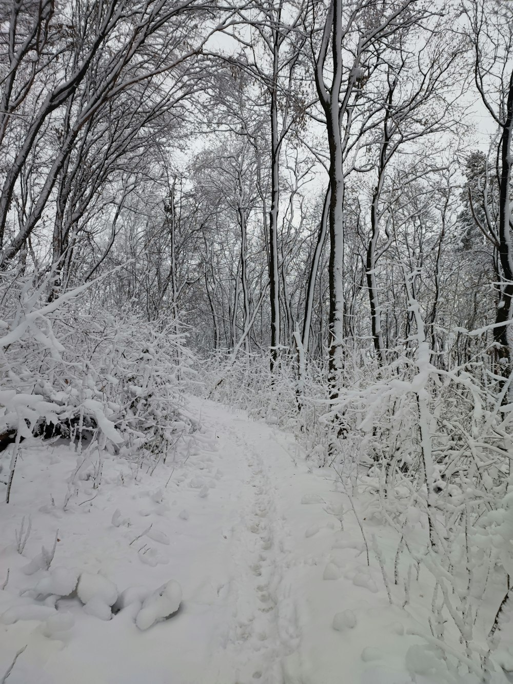 a snowy path through a forest with lots of trees