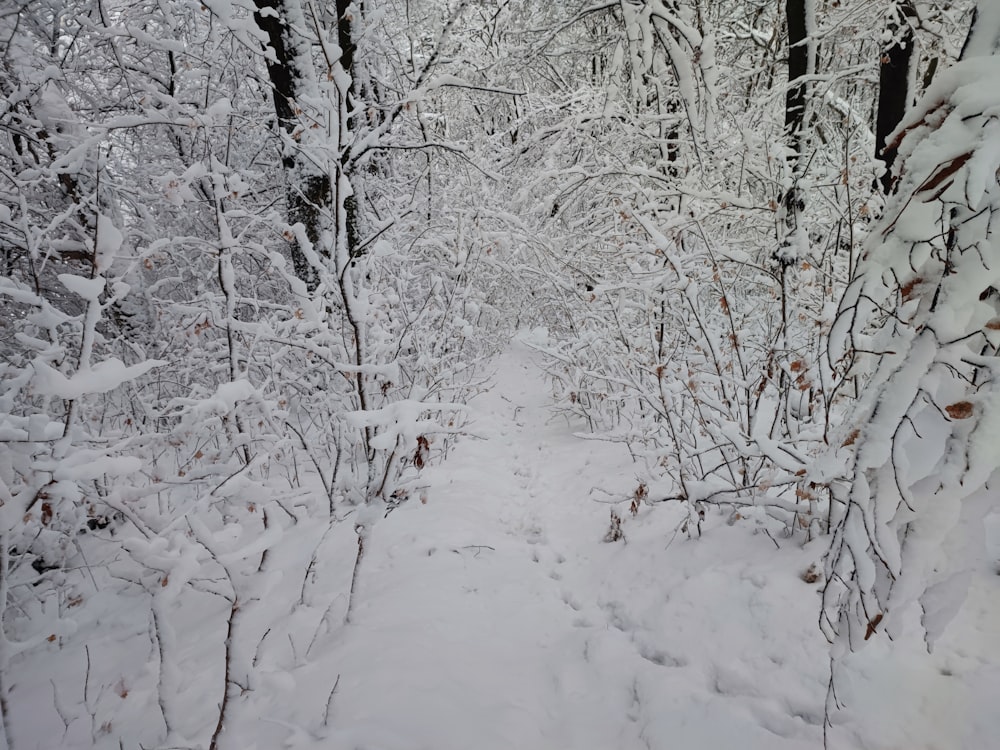 a snowy path in the woods with lots of trees