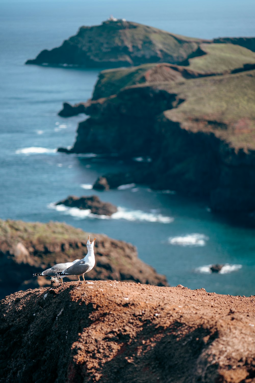 a seagull sitting on a rock overlooking the ocean