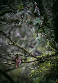 a small bird perched on a tree branch