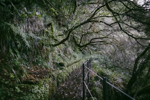 a path in the woods with a fence