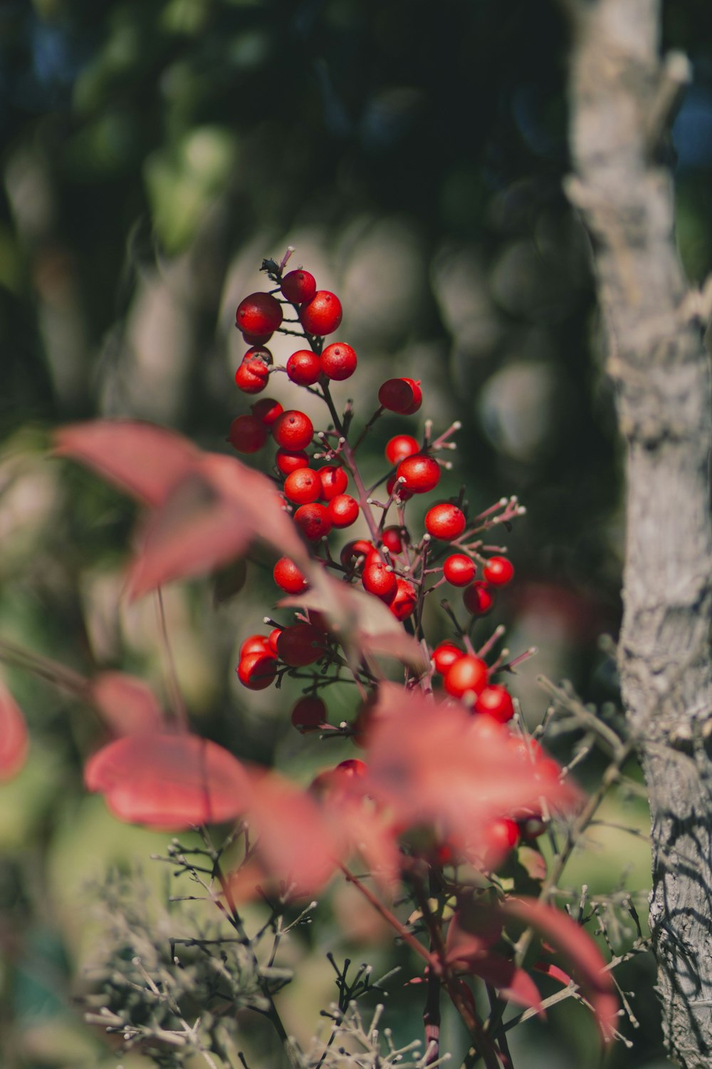 a close up of a tree with berries on it