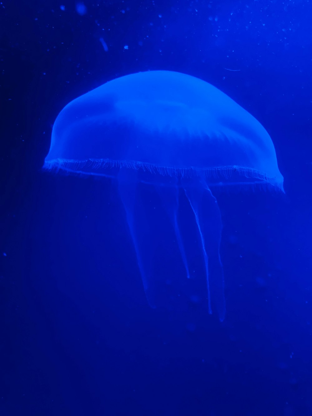 a large blue jellyfish floating in the water