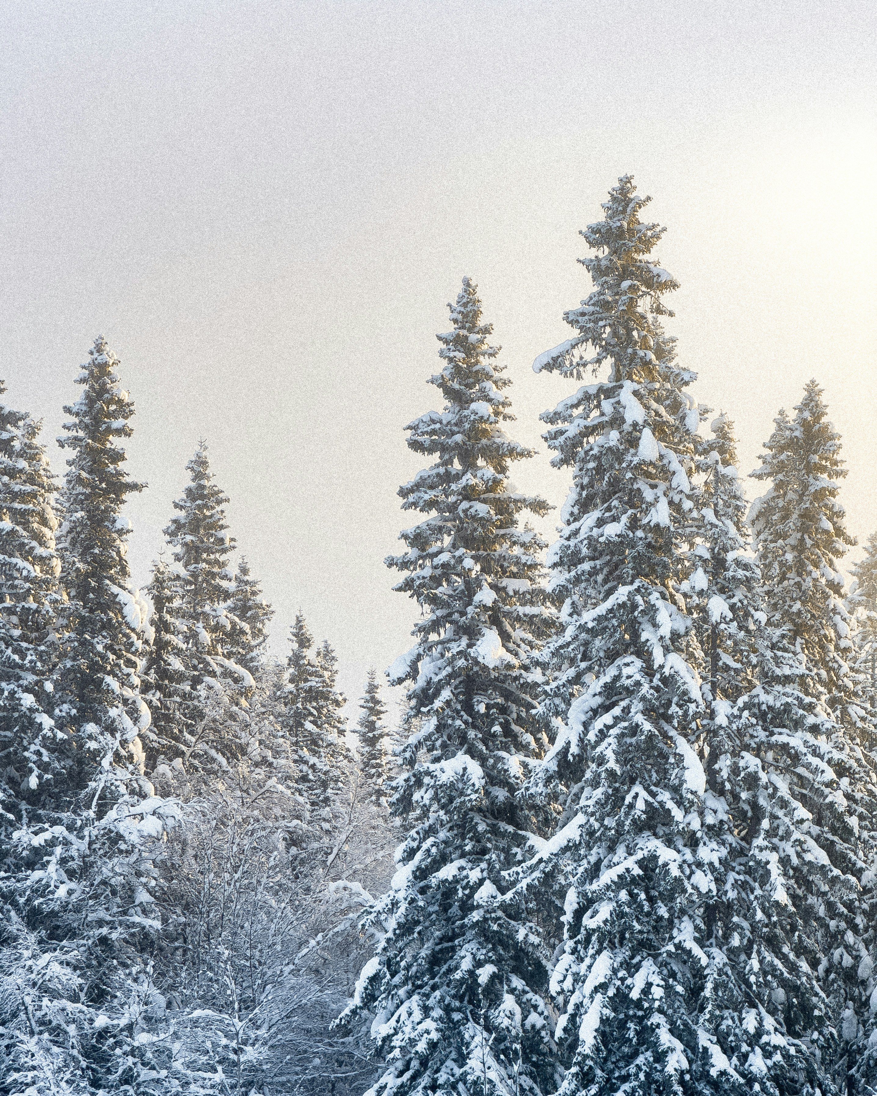 Photo by simonfollin