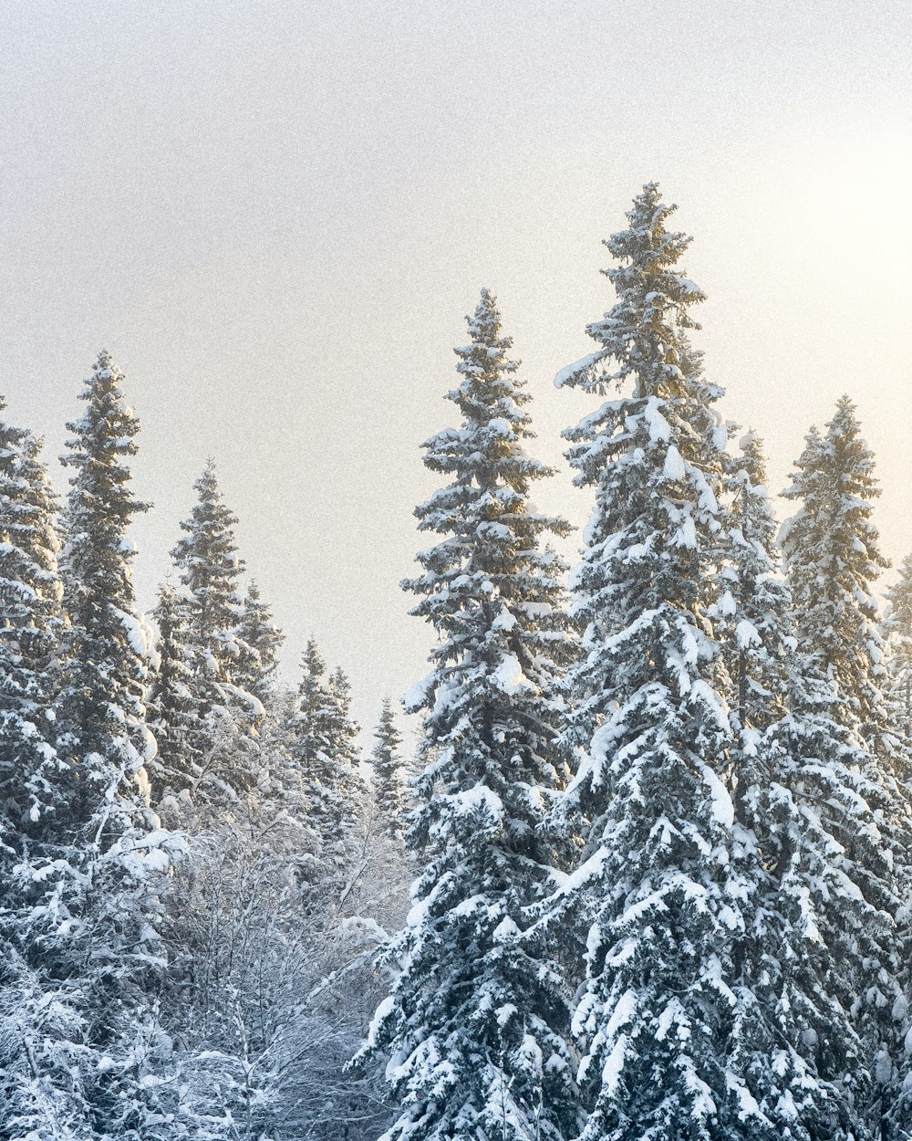 Un grupo de árboles cubiertos de nieve junto a un bosque
