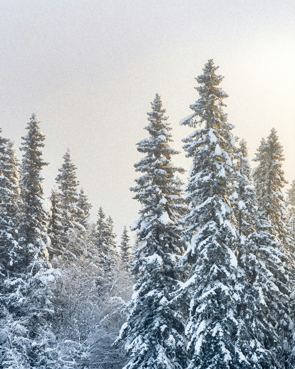 a group of trees covered in snow next to a forest