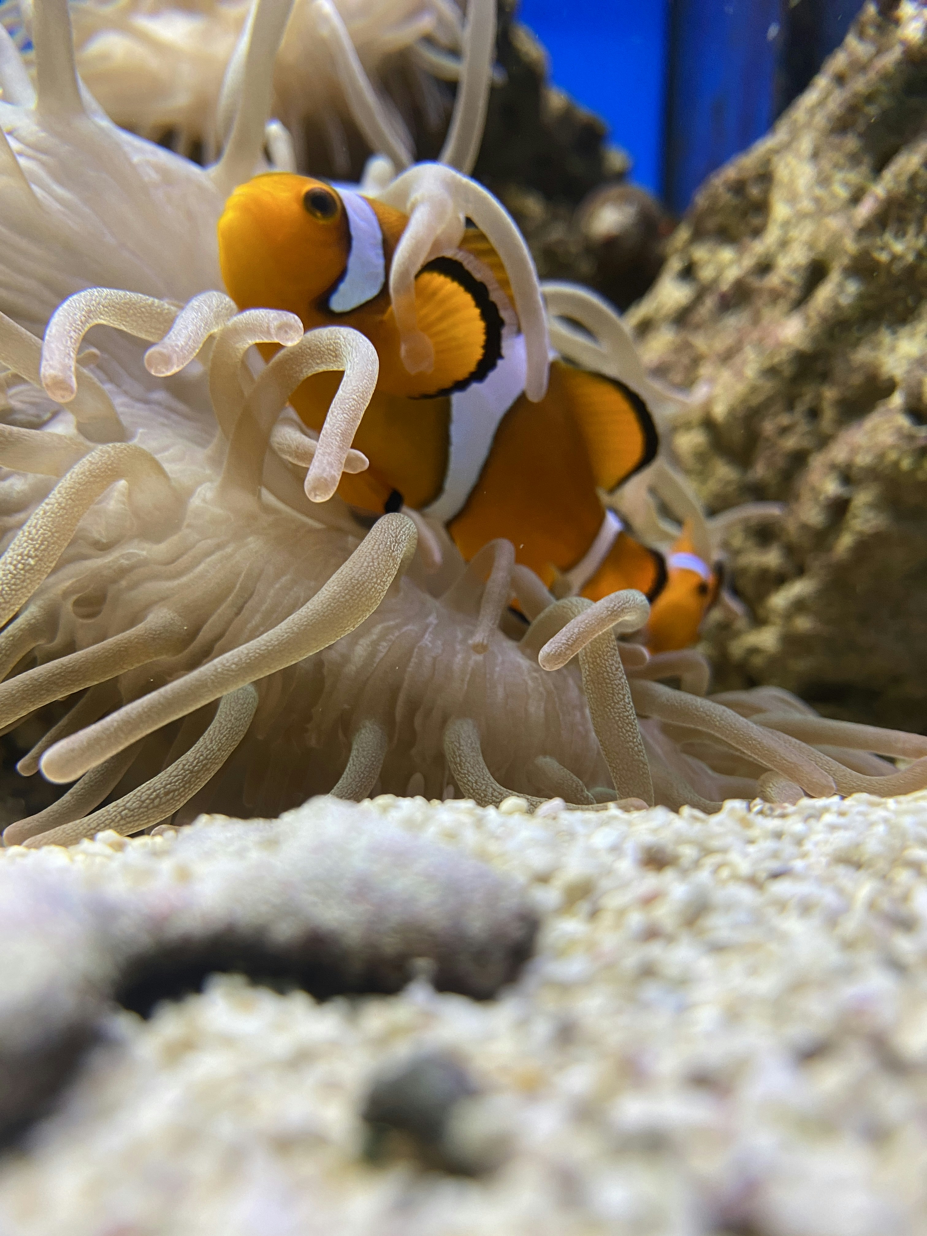 an orange and white clown fish in an aquarium