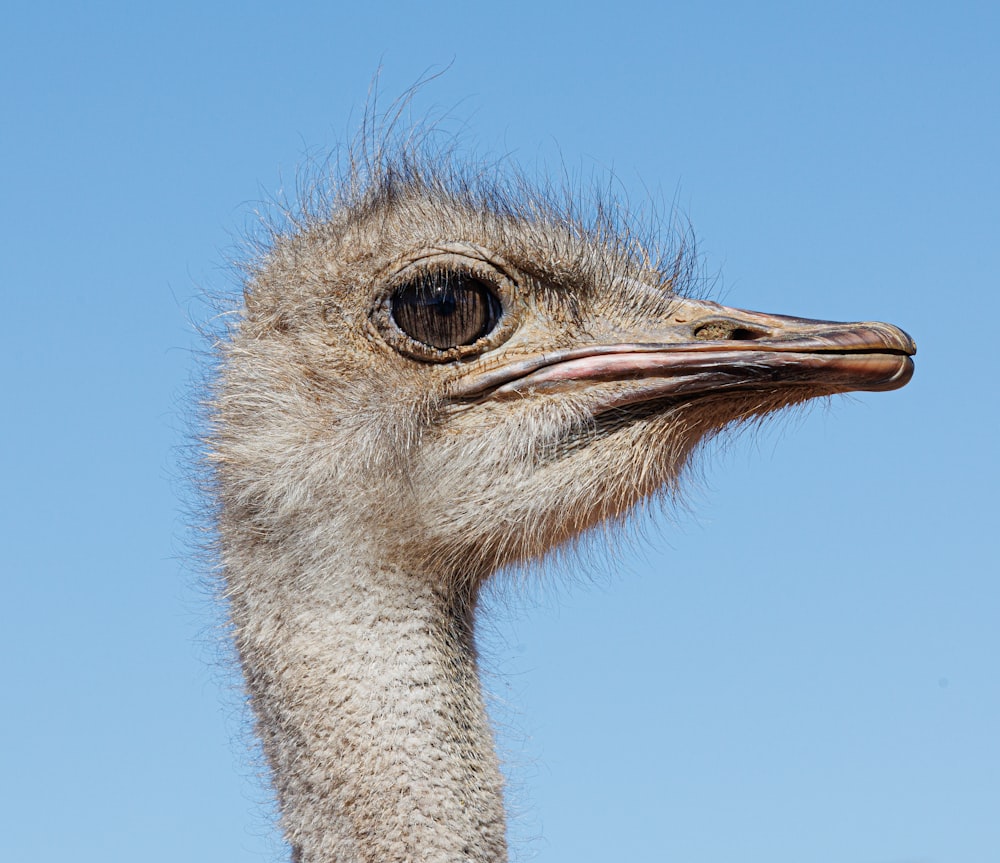 an ostrich's head with a blue sky in the background