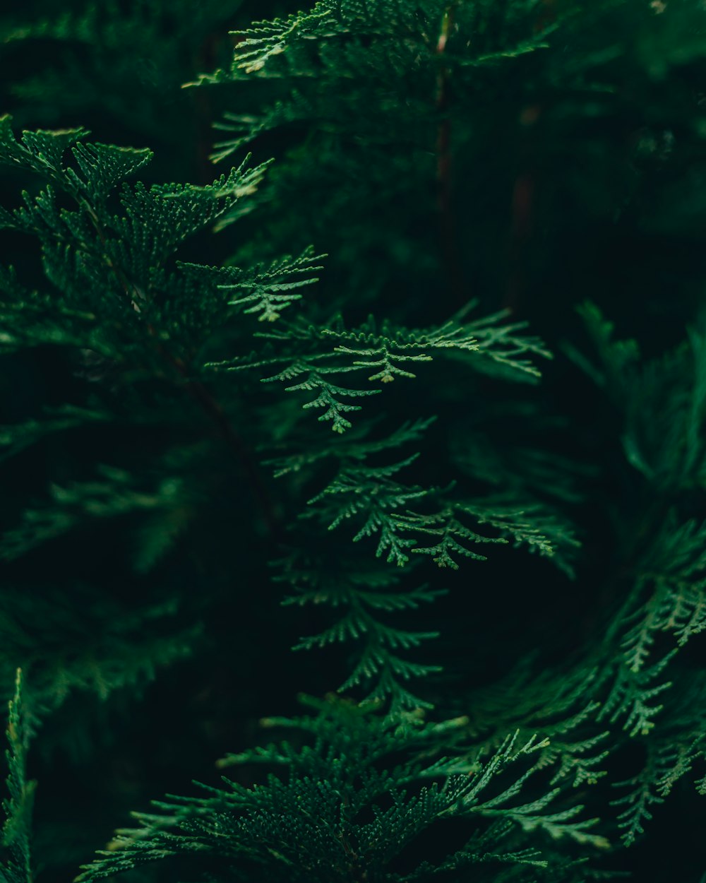 a close up of a pine tree with green needles