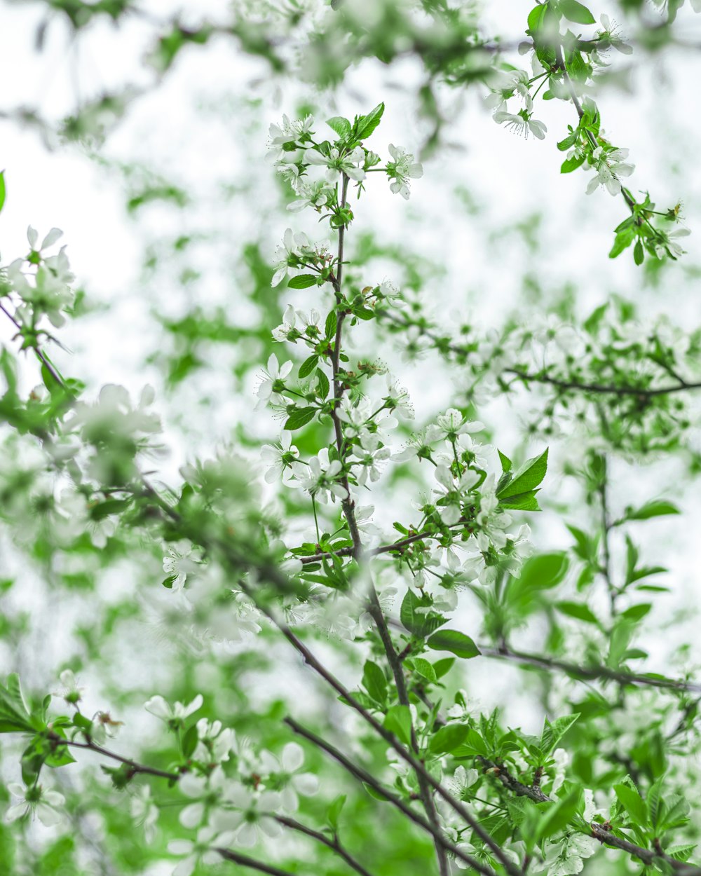 a tree with white flowers and green leaves