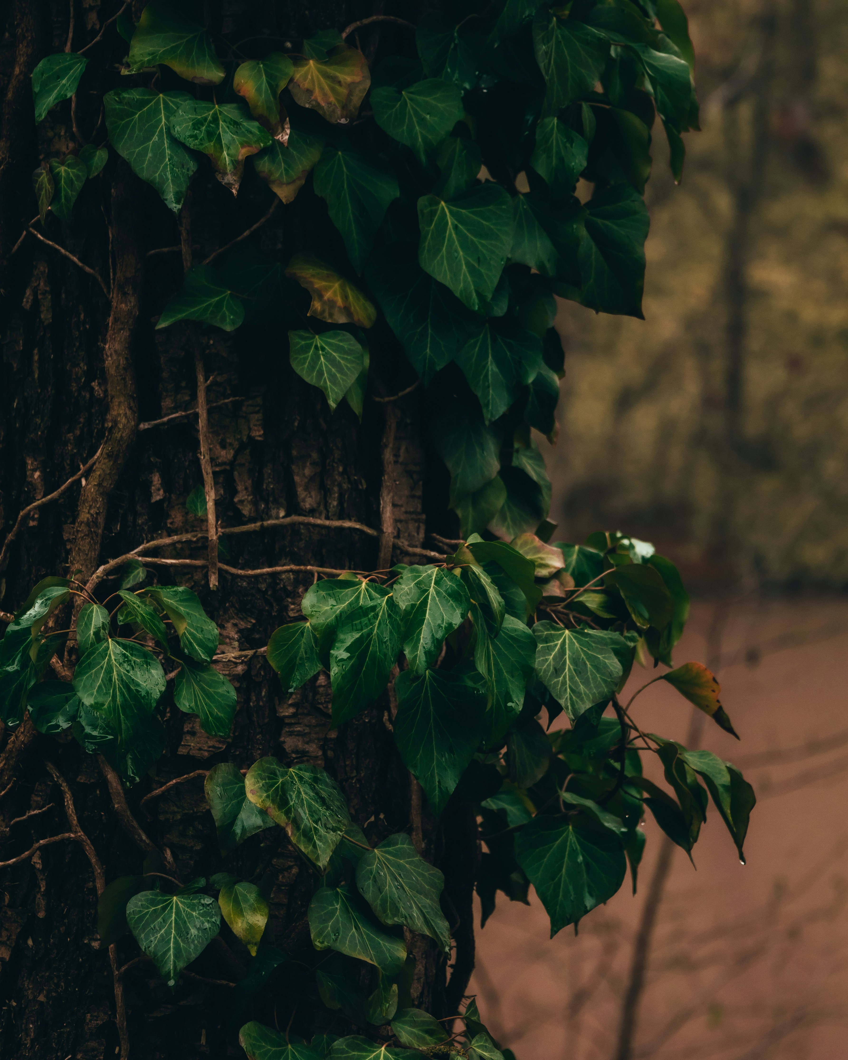 a close up of a tree with leaves on it
