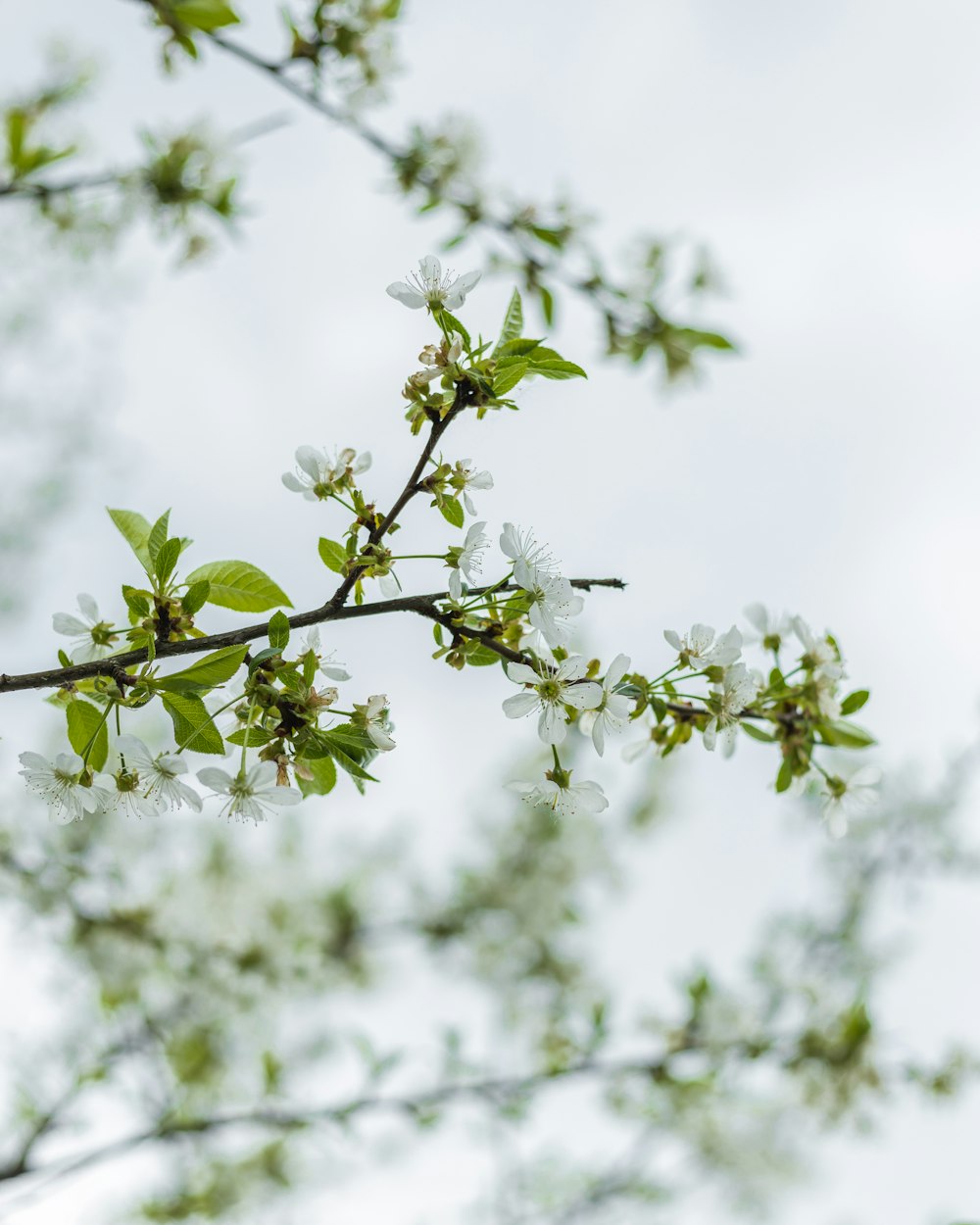 a tree branch with white flowers and green leaves