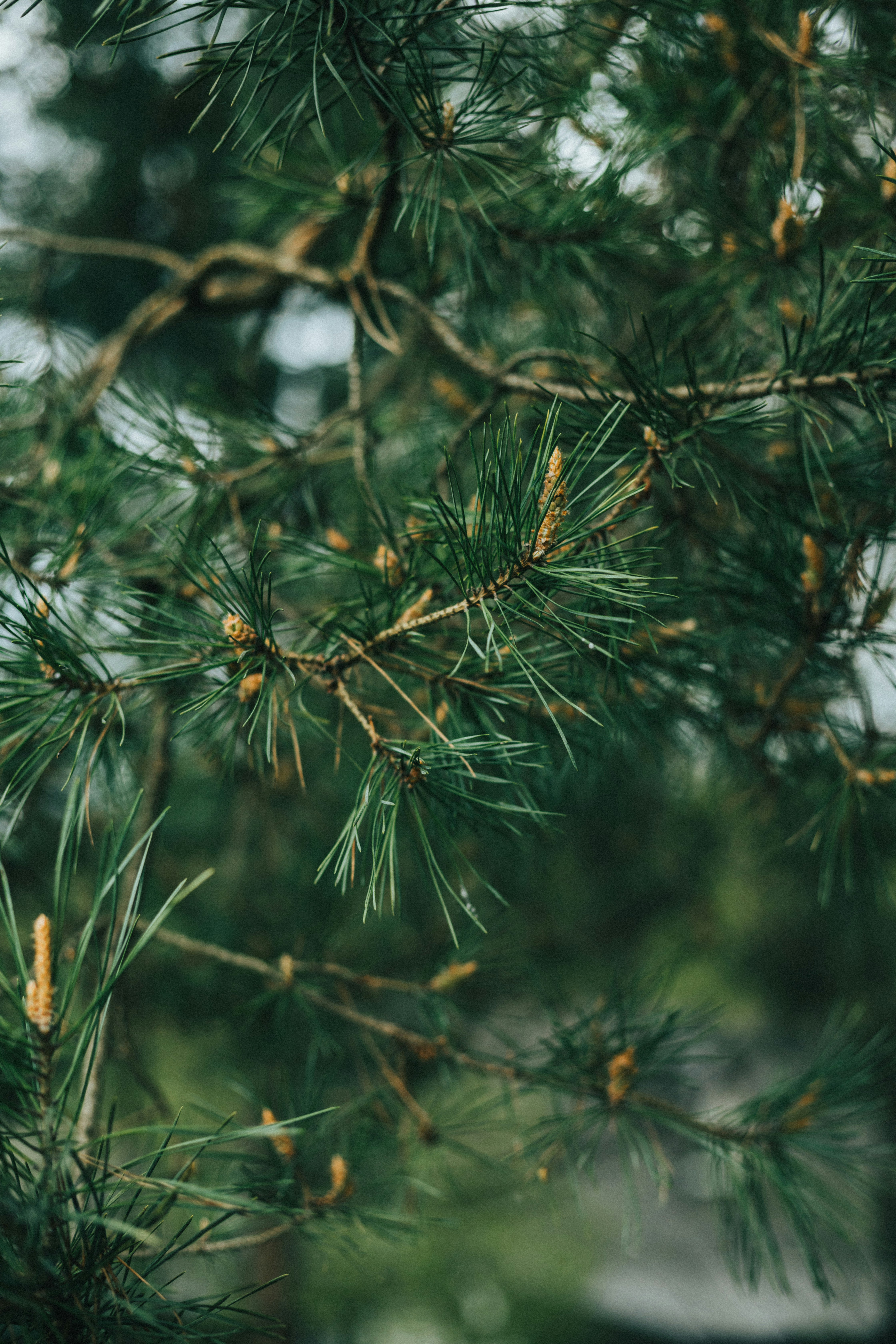 a bird perched on a branch of a pine tree